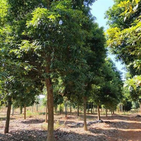 基地批发楠木大量出售 金丝楠木苗 出售 金丝楠木苗价格