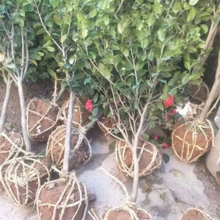 园艺厂直销茶花树茶花树价格 茶花树价格