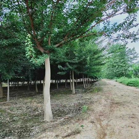雄风园林北方绿化植物 直销三角枫大量销售 三角枫绿化树苗
