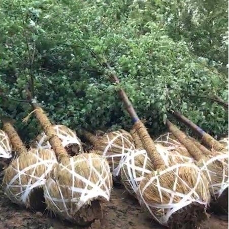 雄风园林 美国红枫小苗价格 苗圃批发直销彩色观叶植物  供应5公分-12公分美国红枫
