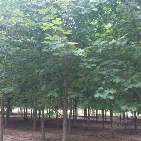 雄风园林八公分马褂木价格 基地直销马褂木  移栽马褂木