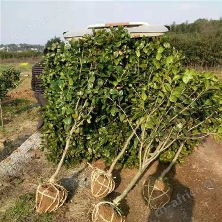 雄风园林批发3公分茶花树价格 农户专业种植茶花树 供应高杆香茶花苗