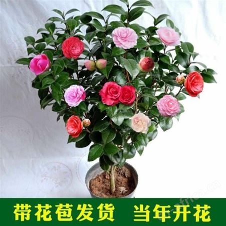 茶花树苗价格树形优美花期长茶花盆栽技术