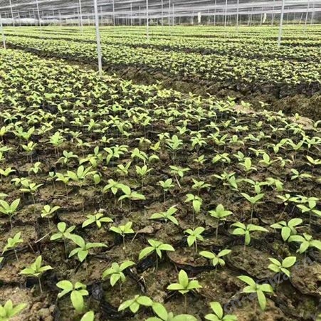 雄风园林供应正宗金丝楠木 批发金丝楠木树 大量出售金丝楠木