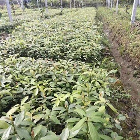 金丝楠木树苗 小苗大苗 规格齐全 金丝楠木苗价格 金丝楠木种植基地