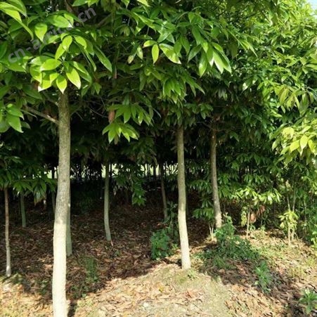 基地批发楠木大量出售 金丝楠木苗 出售 金丝楠木苗价格