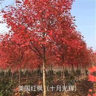 雄风园林 美国红枫小苗 常年供应美国红枫   5-12公分美国红枫