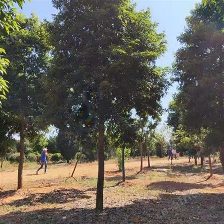 金丝楠木小苗批发基地 产地批发小叶桢楠苗  批发金丝楠木