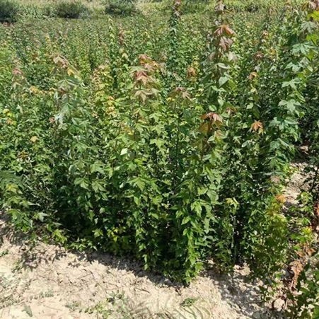 常年批发直销三角枫长期 三角枫移植成活高