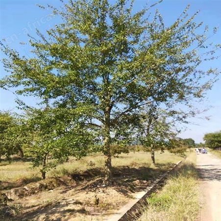雄风园林 基地三角枫 园林三角枫 三角枫绿化树苗