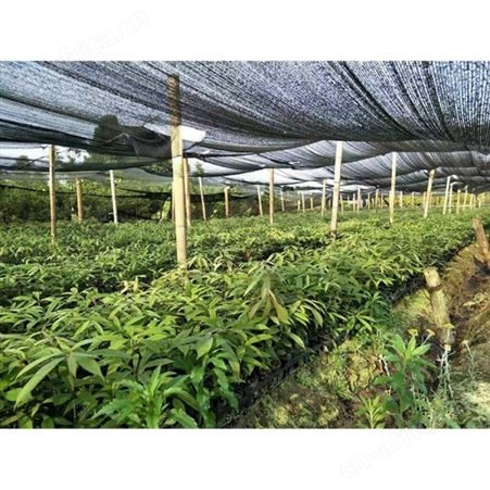 雄风园林供应正宗金丝楠木 批发金丝楠木树 大量出售金丝楠木