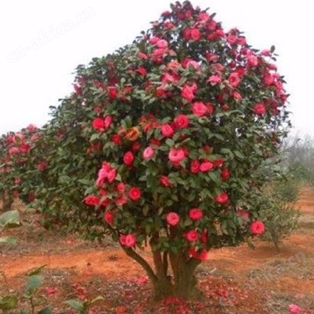 园艺厂直销茶花树茶花树价格 茶花树价格