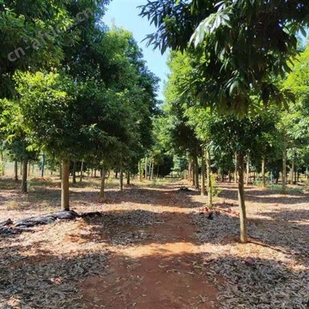 金丝楠木小苗批发基地 产地批发小叶桢楠苗  批发金丝楠木