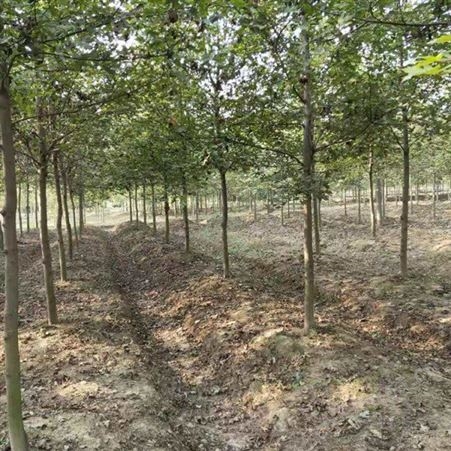 雄风园林 美国红枫小苗价格 苗圃批发直销彩色观叶植物  供应5公分-12公分美国红枫