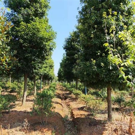 金丝楠木树苗 小苗大苗 规格齐全 金丝楠木苗价格 金丝楠木种植基地