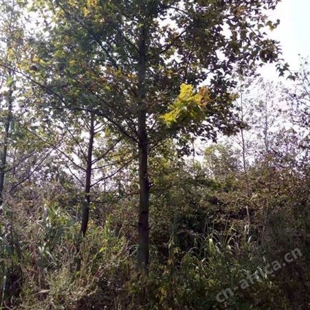 雄风园林枫香树的价格 枫香基地直销批发 批发零售枫香种子