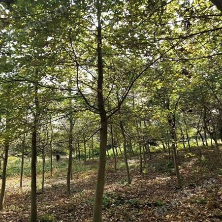 雄风园林枫香树老桩盆景 厂家供应彩叶枫香  18公分枫香价格