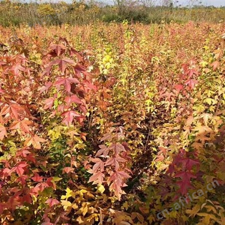 雄风园林北方绿化植物 直销三角枫大量销售 三角枫绿化树苗
