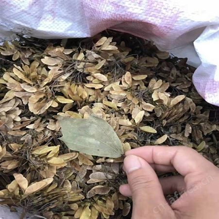 雄风园林北方绿化植物 直销三角枫大量销售 三角枫绿化树苗