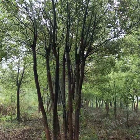 园林绿化供应各种规格的香樟苗基地直销香樟树苗价格基地直销香樟树苗价格
