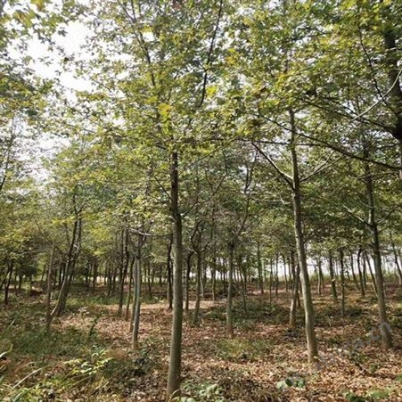 雄风园林枫香树的价格 枫香基地直销批发 批发零售枫香种子