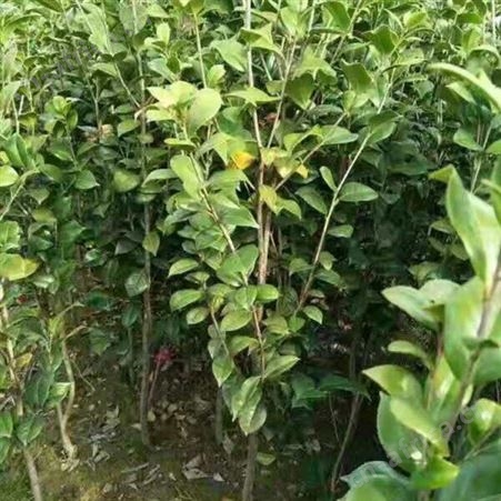 雄风园林大型茶花树 农户专业种植茶花树 供应高杆香茶花苗
