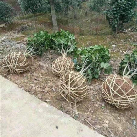 雄风园林茶花树苗价格 树形优美花期长 茶花的养殖基地