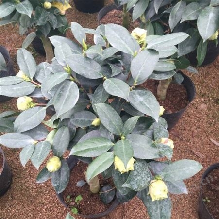 茶花树批发量大优惠精品茶花树批发茶花树品种