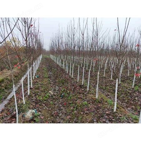 基地直销10公分美国红枫秋火焰批发美国红枫小苗自产自销大量供应美国红枫