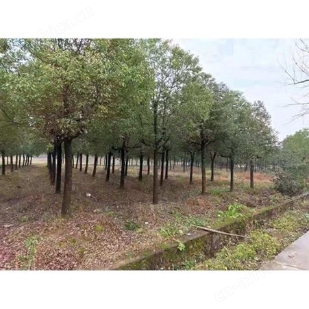 园林绿化供应各种规格的香樟苗基地直销香樟树苗价格基地直销香樟树苗价格