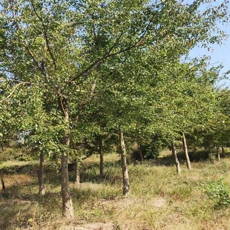 雄风园林北方绿化植物 直销三角枫大量销售 苗圃批发直销三角枫