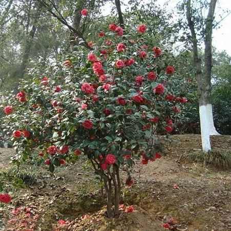 茶花树批发量大优惠精品茶花树批发茶花树品种