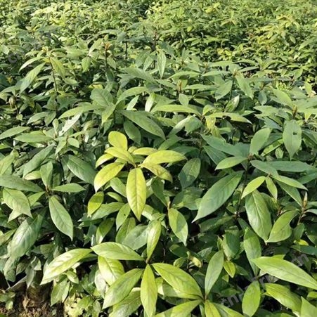 金丝楠木树苗 小苗大苗 规格齐全 金丝楠木苗价格 金丝楠木种植基地