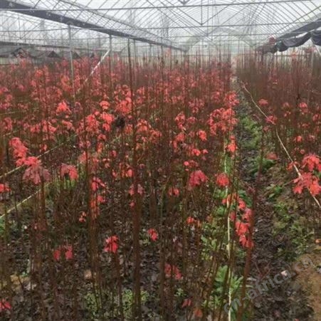 雄风园林大型美国红枫基地  苗圃批发直销彩色观叶植物  6公分美国红枫