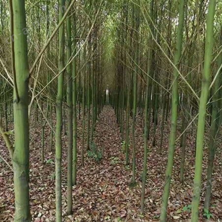 雄风园林园林绿化供应各种规格的香樟苗 基地直发香樟小苗批发 基地直发香樟小苗批发