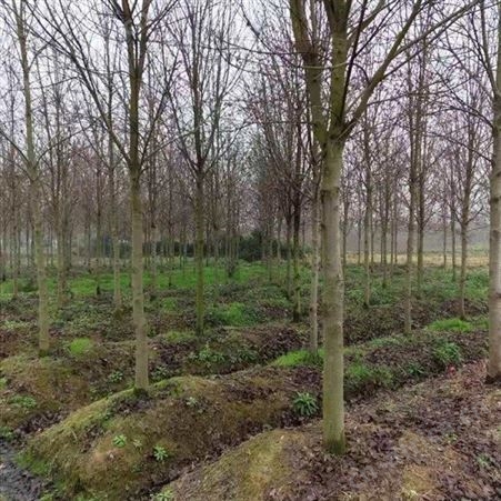 雄风园林 美国红枫小苗价格 苗圃批发直销彩色观叶植物  供应5公分-12公分美国红枫