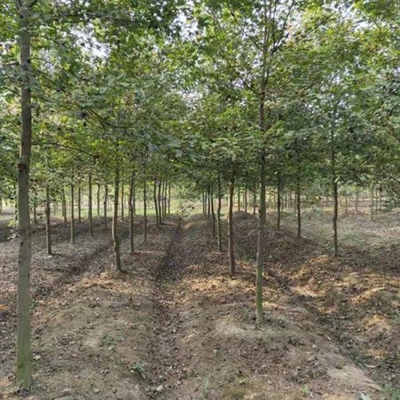 美国红枫价格十二公分美国红枫出售美国红枫树苗