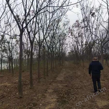 雄风园林 15公分精品栾树  栾树小苗 苗圃价格