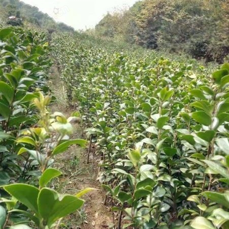 茶花树批发量大优惠农户专业种植茶花树茶花树