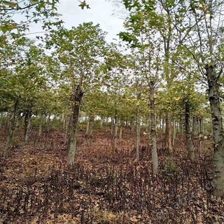 枫香基地直销枫香价格批发10公分枫香树苗 大量批发绿化树