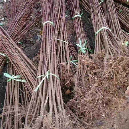 大型美国红枫基地 2019年美国红枫 供应5公分-12公分美国红枫