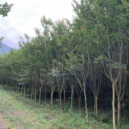 紫薇小苗 九江 紫薇 紫薇批发 绿化紫薇