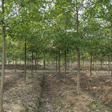 大型美国红枫基地 2019年美国红枫 供应5公分-12公分美国红枫