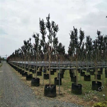 紫薇苗价格紫薇报价大叶紫薇 主干高出售