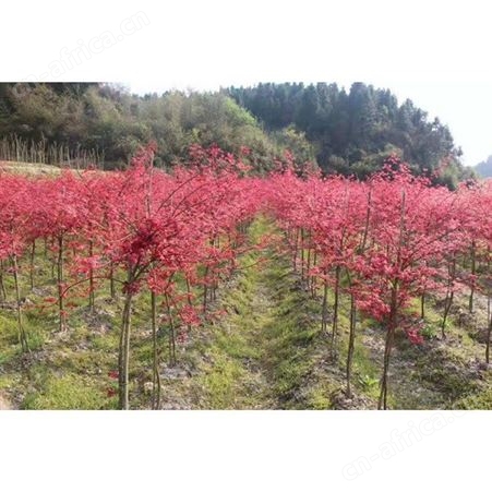 美国红枫价格2019报价美国红枫小苗自产自销 5-12公分美国红枫