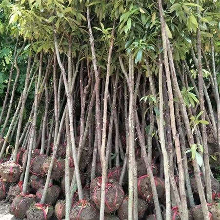 基地批发桢楠苗木批发价格  金丝楠木苗 出售  金丝楠木苗价格低规格全