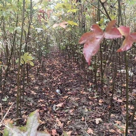 枫香基地直销枫香价格九江枫香2公分枫香价格