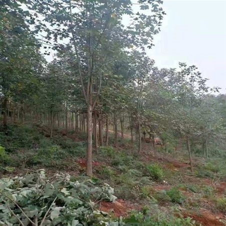 雄风园林3公分马褂木批发 各种规格马褂木 马褂木批发