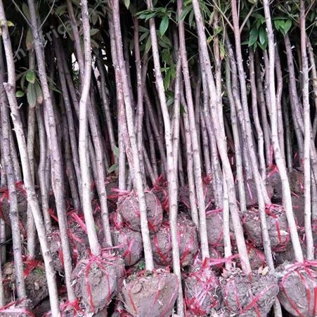 基地批发桢楠苗木批发价格  金丝楠木苗 出售  金丝楠木苗价格低规格全