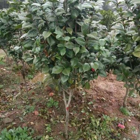 批发#3公分茶花树价格多种规格茶花苗供应高杆香茶花苗